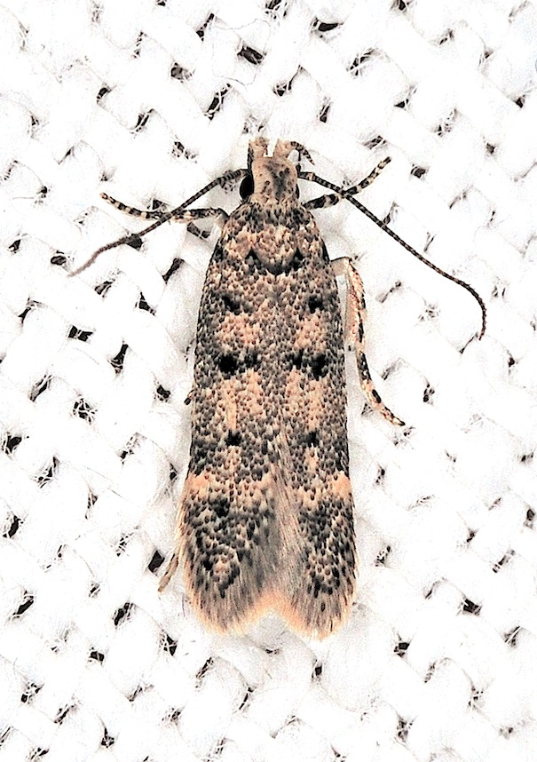 Gelechiidae n 3